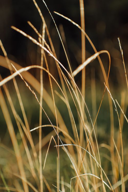Free Captivating close-up of grass blades illuminated by sunlight, creating a serene natural pattern. Stock Photo