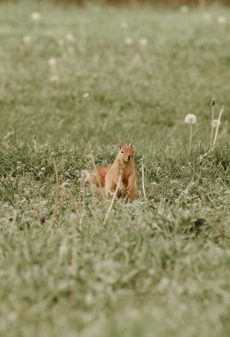 Squirrel Sitting On Spring Meadow