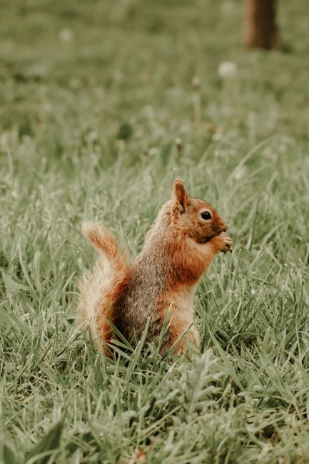 Adorable squirrel standing alert in a grassy field, captured in natural daylight.