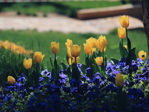 คลังภาพถ่ายฟรี ของ กลีบดอก, ดอกทิวลิป, ดอกไม้