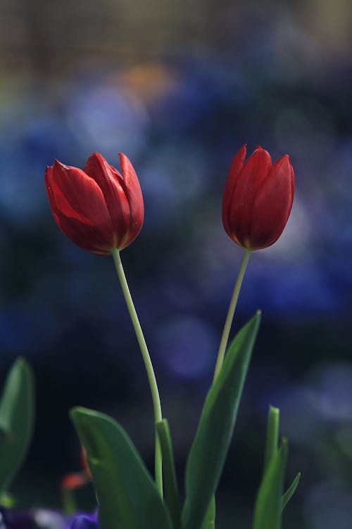 Foto profissional grátis de floração, flores, foco seletivo