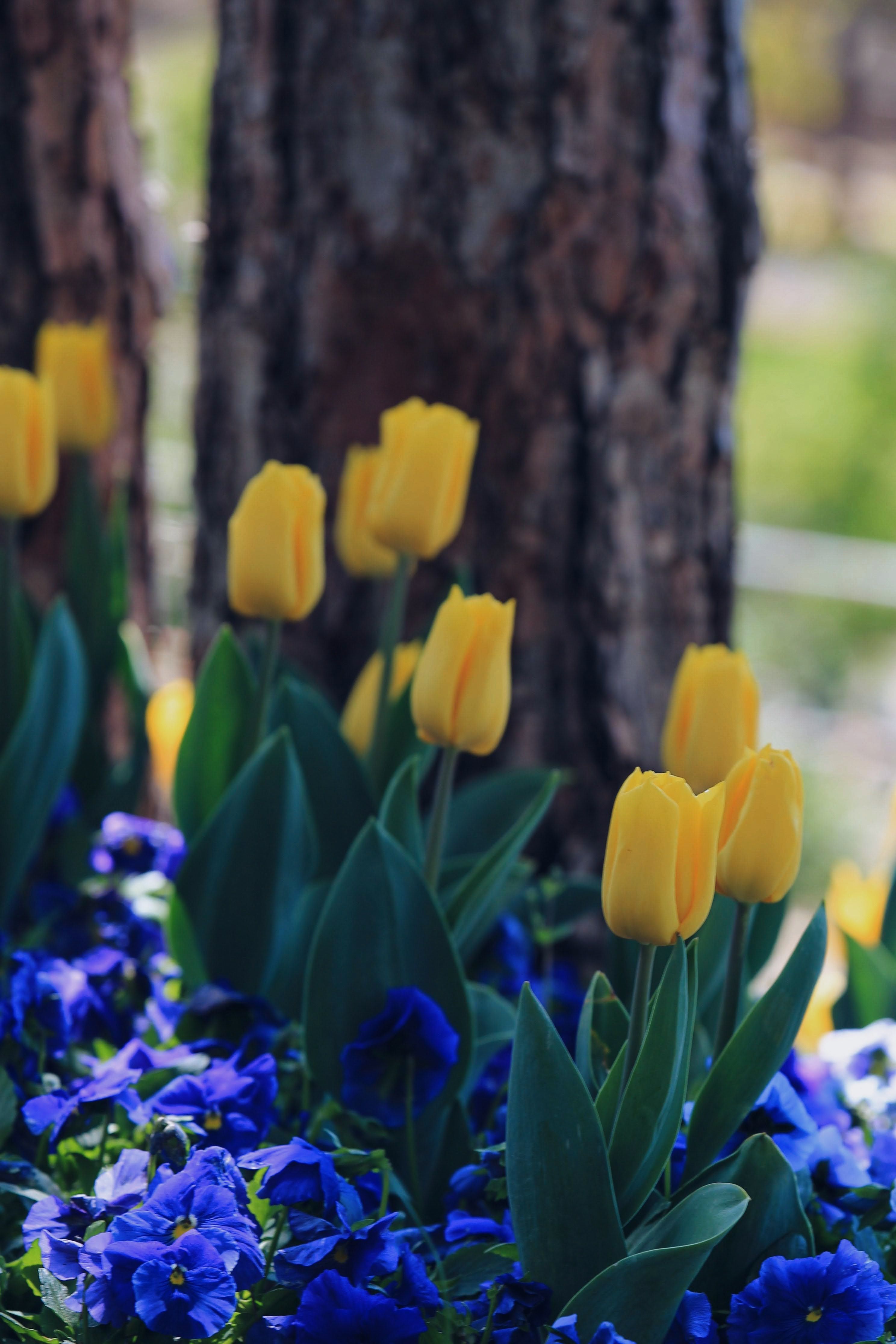 Yellow Tulips among Panises · Free Stock Photo