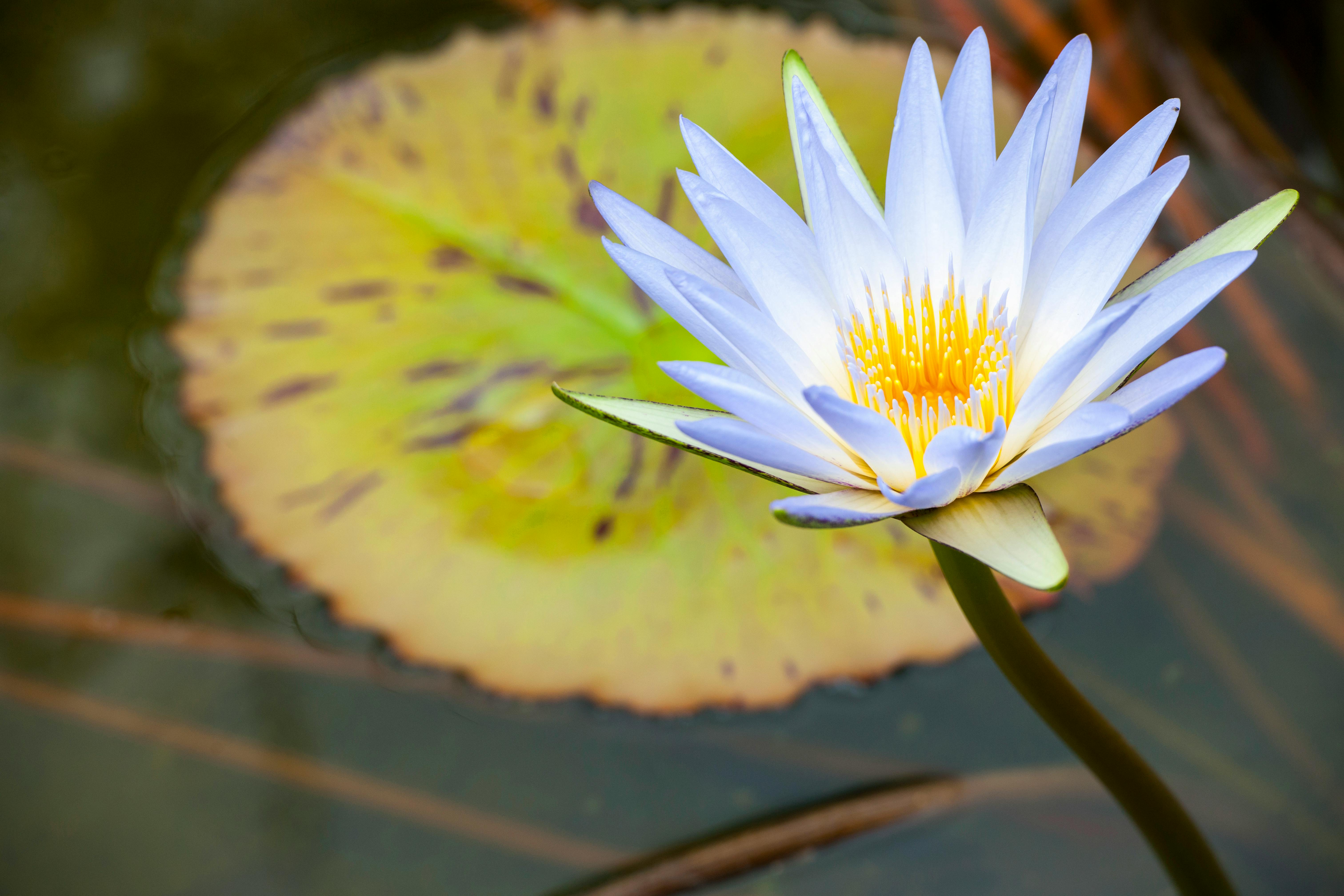 Close up of Egyptian Lotus Flower · Free Stock Photo, image size:1125x750