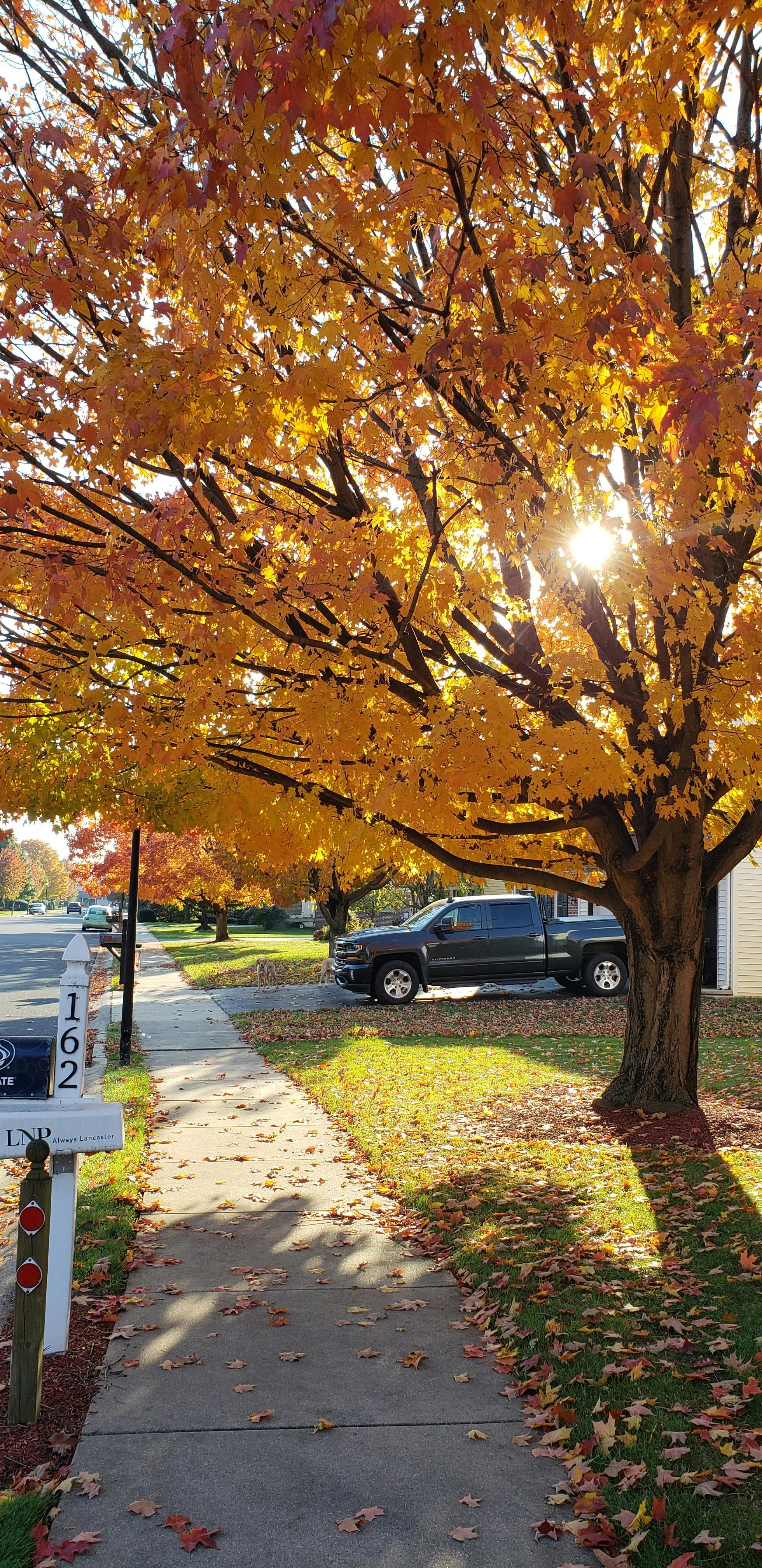 Free stock photo of evening sun, fall colors, fall leaves