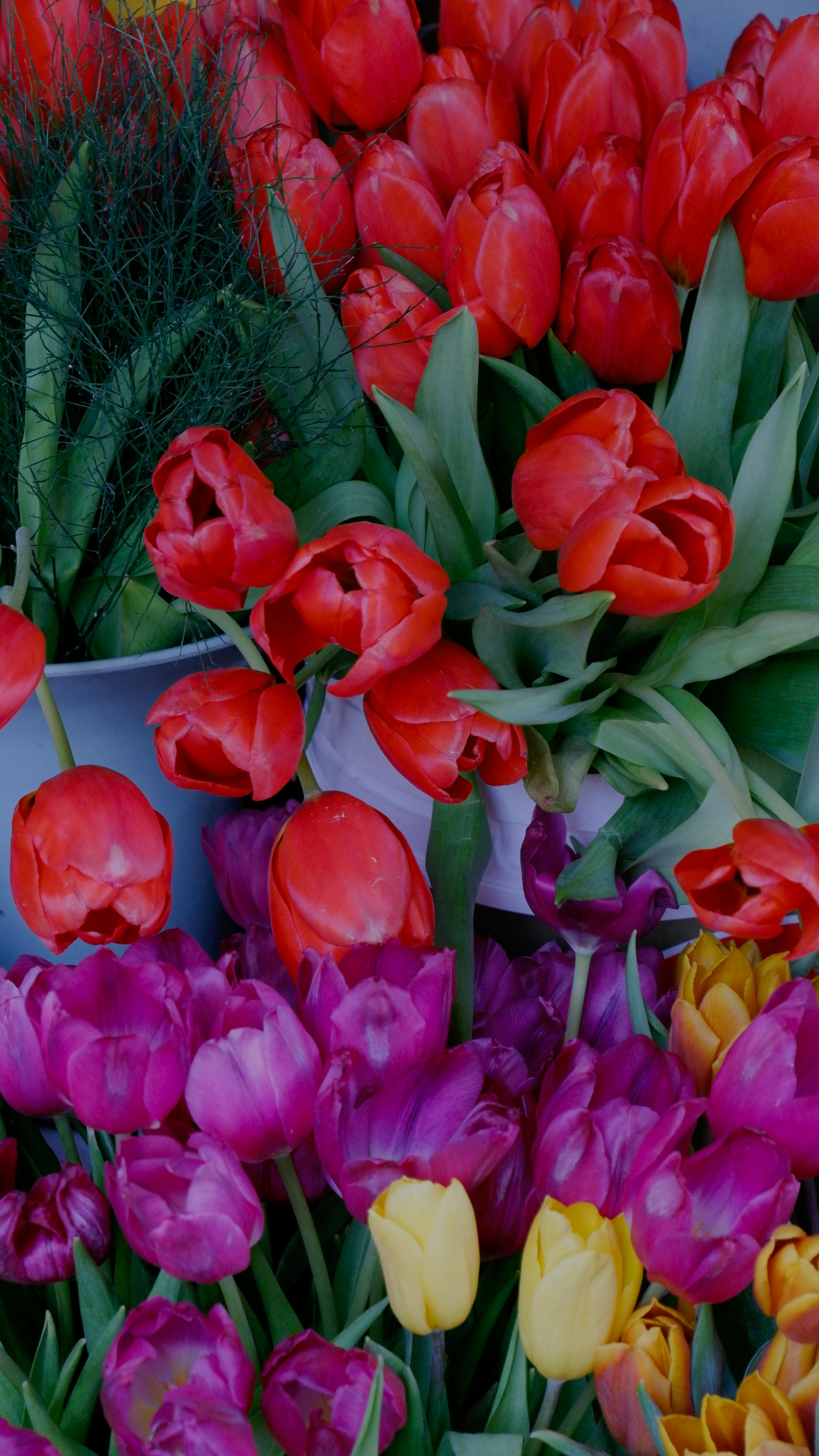 [ColoSach]-colorful-tulip-bouquet-with-red,-purple,-and-yellow-flowers-in-pots.-perfect-for-spring-theme-imagery.