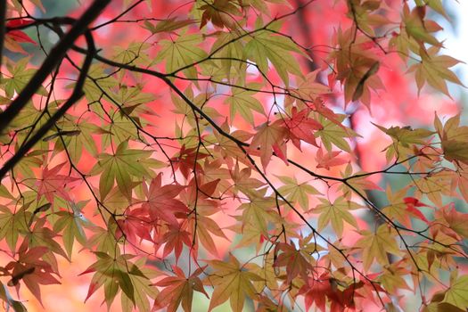 Colorful maple leaves showcasing the beauty of fall, capturing rich red and green hues in nature.