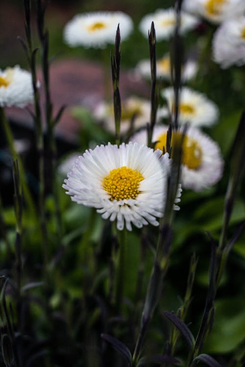 คลังภาพถ่ายฟรี ของ กำลังบาน, ดอกเดซี, ดอกไม้