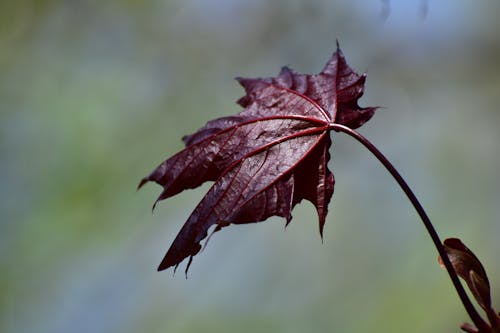 Red Leaf on a Branch 