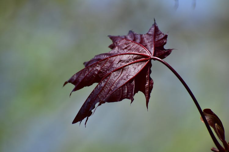 Red Leaf On A Branch 