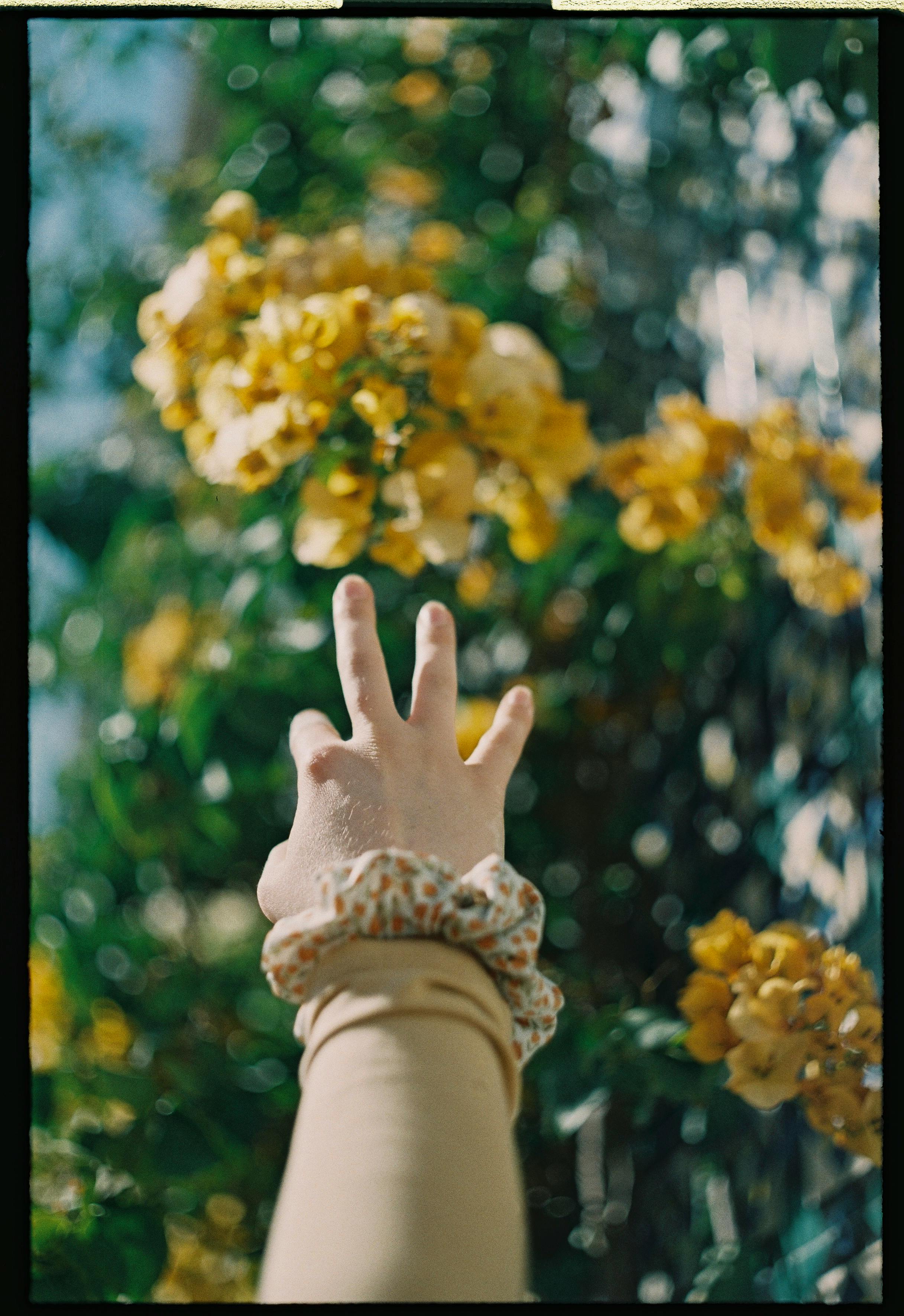 A person's hand reaches out to vibrant yellow flowers, capturing a moment of connection with nature.