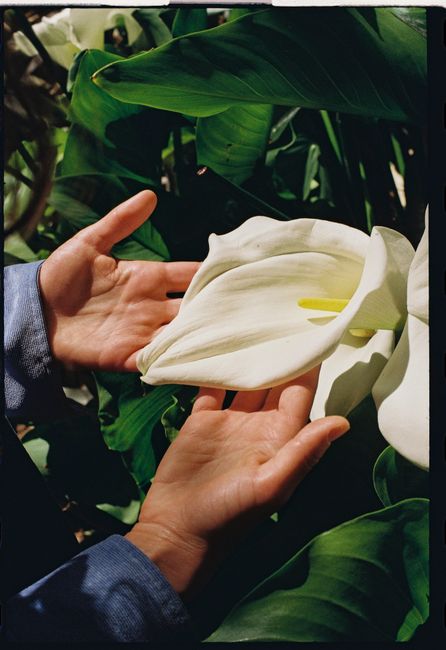 Close-up of hands gently holding a white Calla Lily in a lush garden setting.