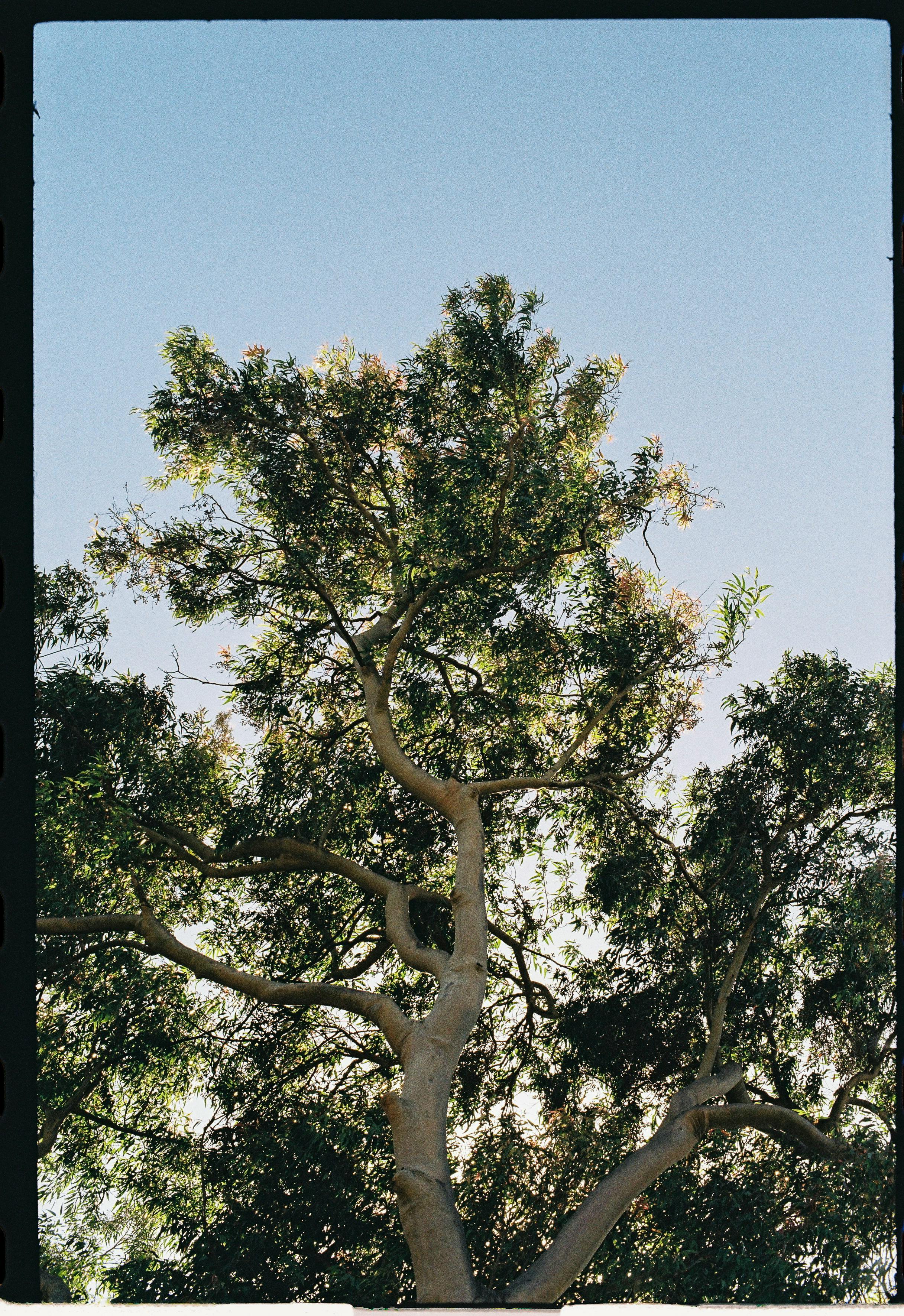 A low angle view of a thriving tree canopy against a clear blue sky in Lisbon, Portugal.