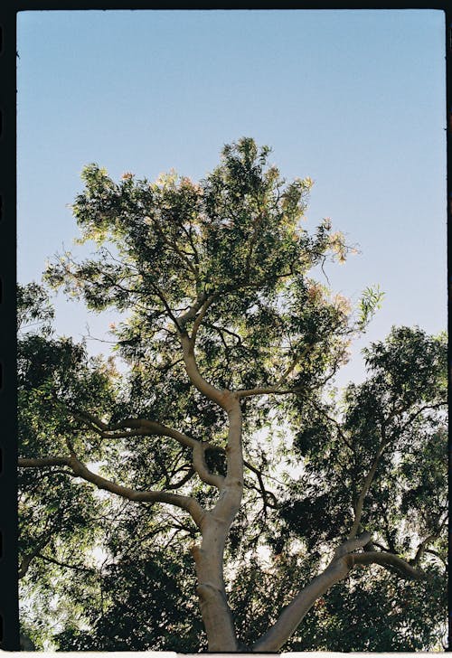 Kostenloses Stock Foto zu aufnahme von unten, baum, blätter