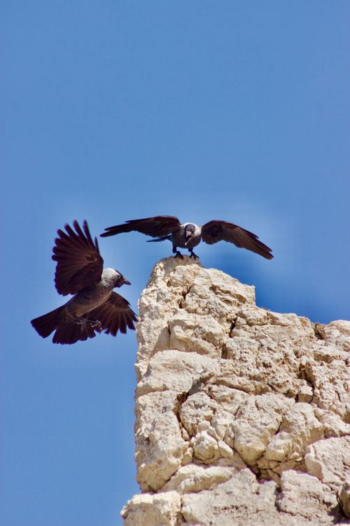 Free Two birds on a rocky ledge isolated against a clear blue sky. Stock Photo