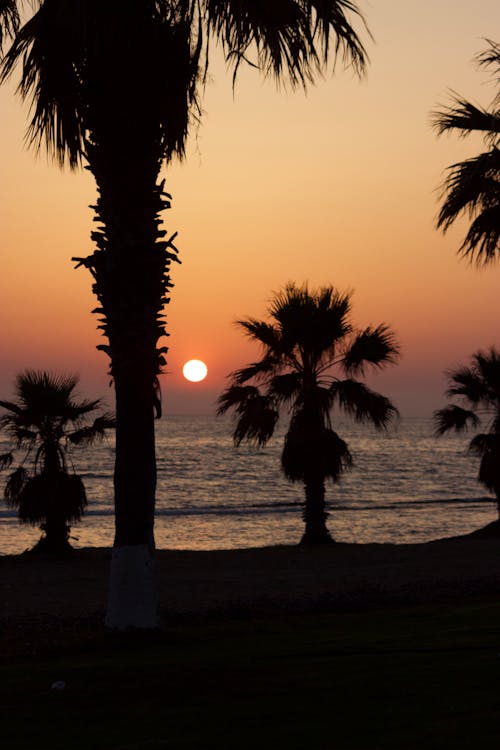 Palm Trees on Sea Shore at Sunset