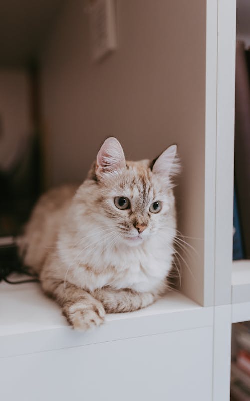 Kostenloses Stock Foto zu bücherregal, haustier, katze