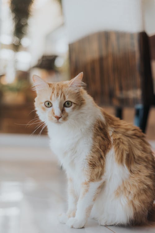 White and Ginger Kitten