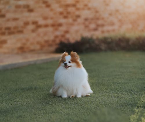 Foto profissional grátis de animal, animal de estimação, cachorro