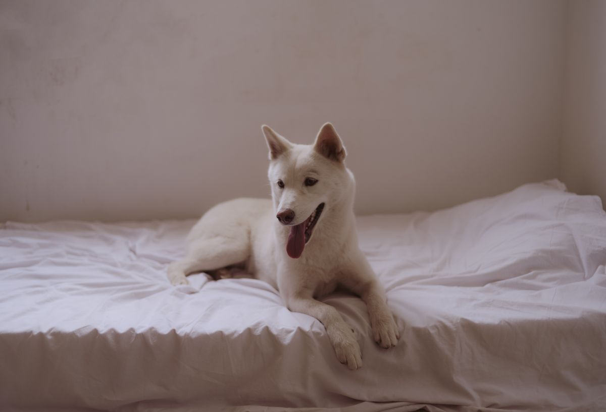 A dog rests on a clean sunlit bed after a clear sitter checklist keeps the day predictable.