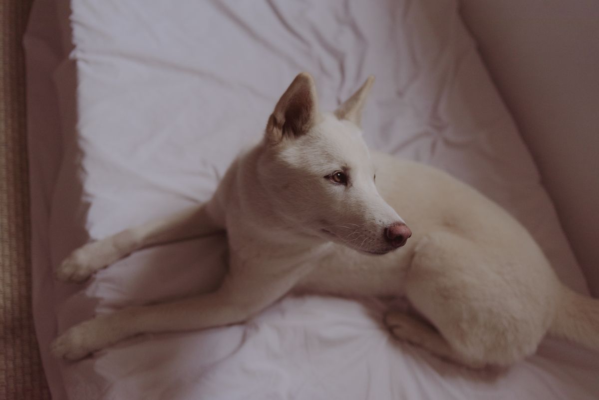 A white dog on a clean bed shows the bedding protection side of senior dog overnight care.