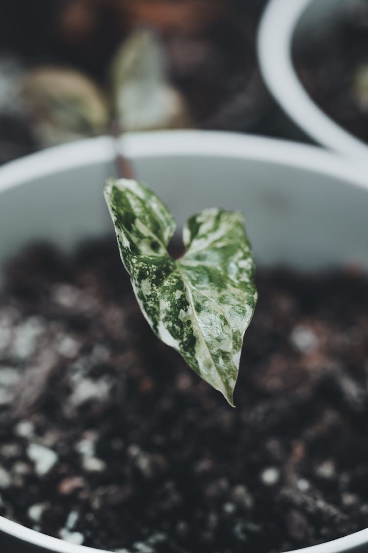 Leaf Of Arrowhead Plant In Plant Pot