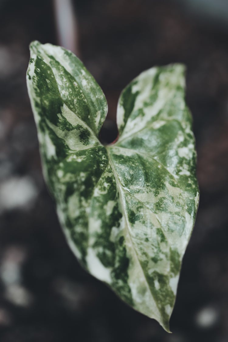 Leaf Of Arrowhead Plant