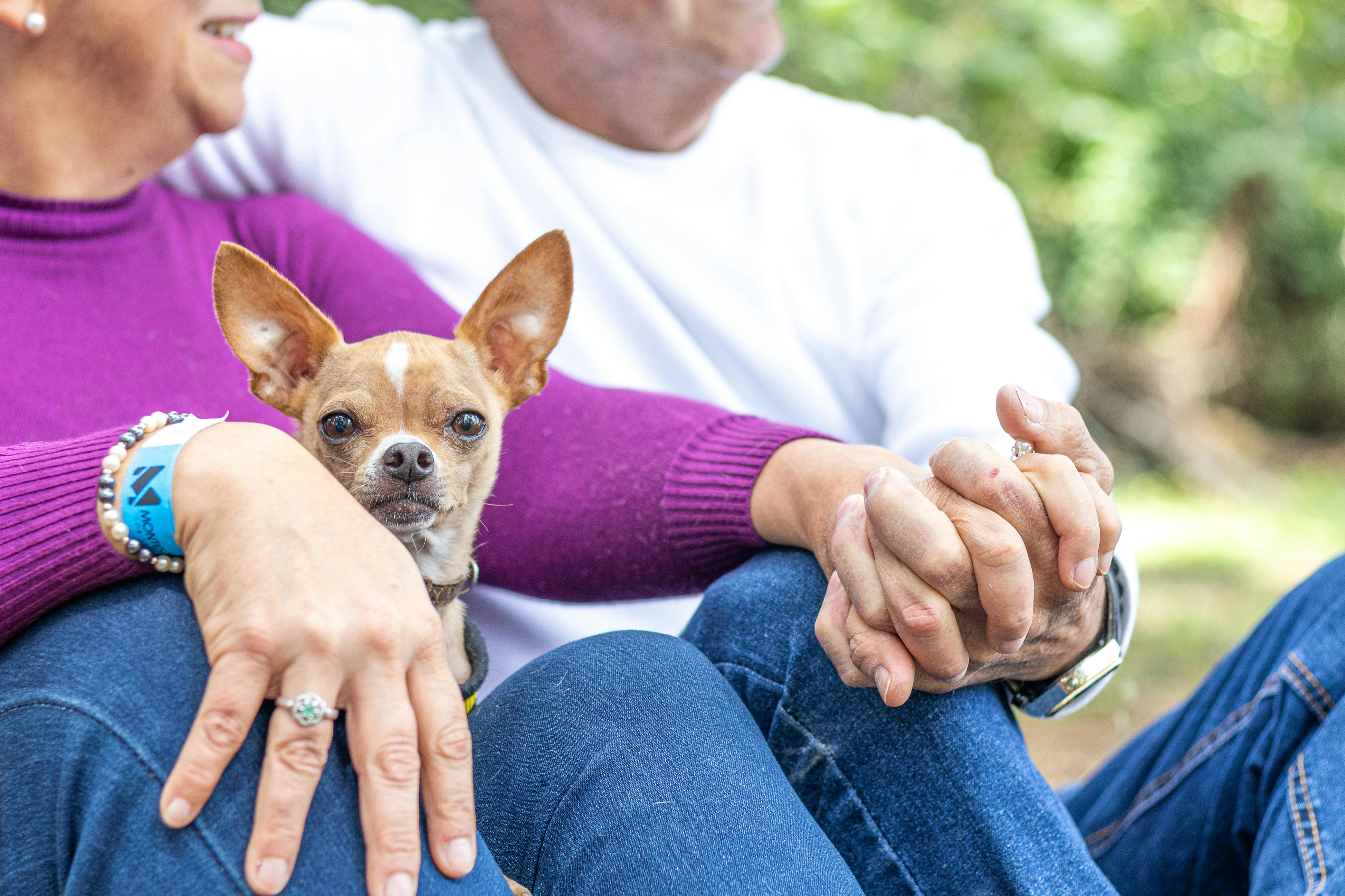 Couple with Chihuahua