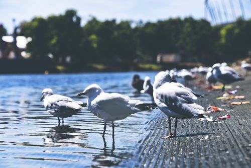 Free Seagulls gathered at a peaceful lake shore, capturing the essence of wildlife and nature. Stock Photo