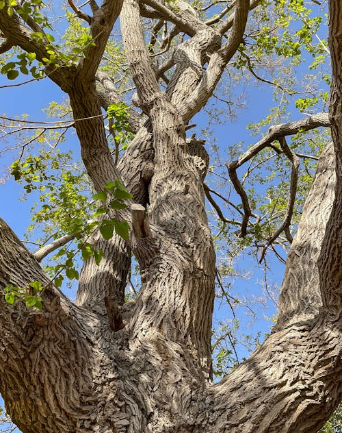 Foto profissional grátis de árvore, casca, céu azul