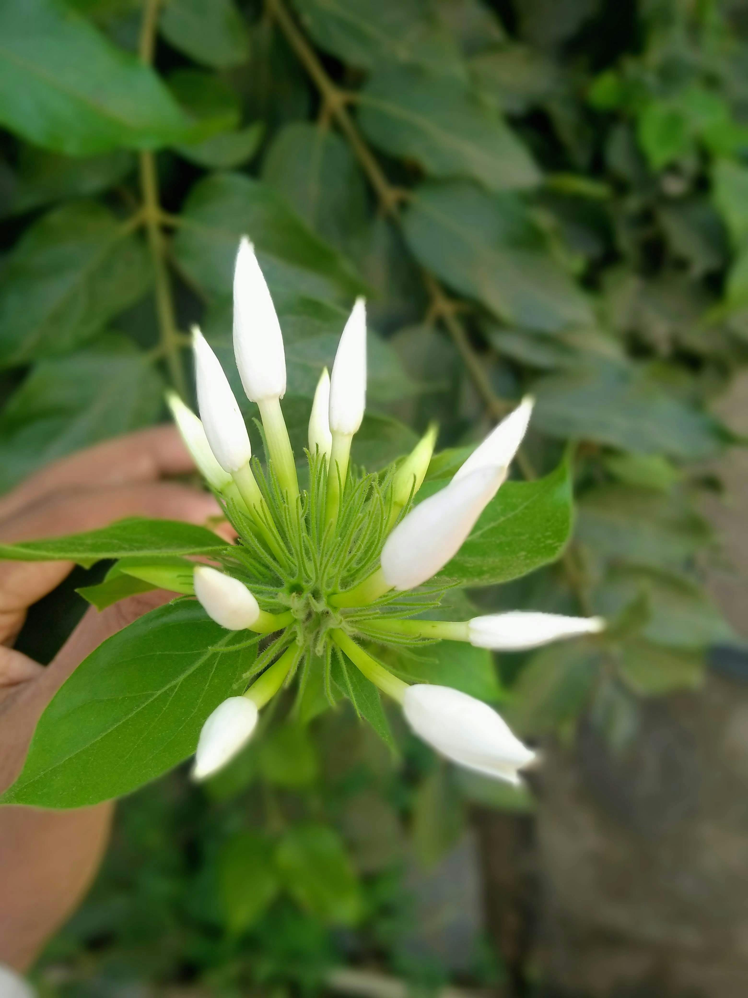 주왕산 단풍