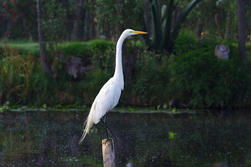 A white bird standing on a stick in a pond