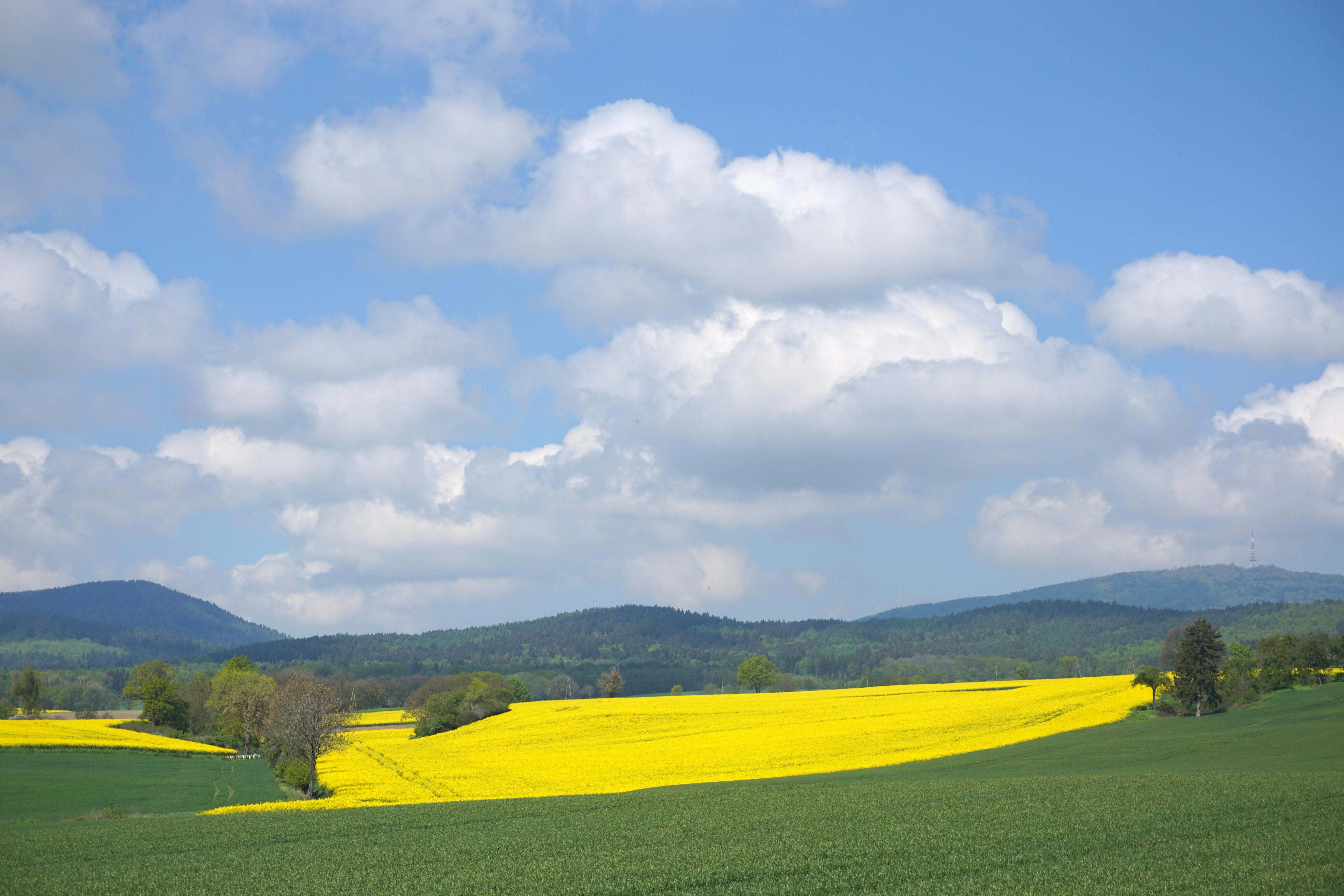 a field of yellow flowers with blue sky and clouds