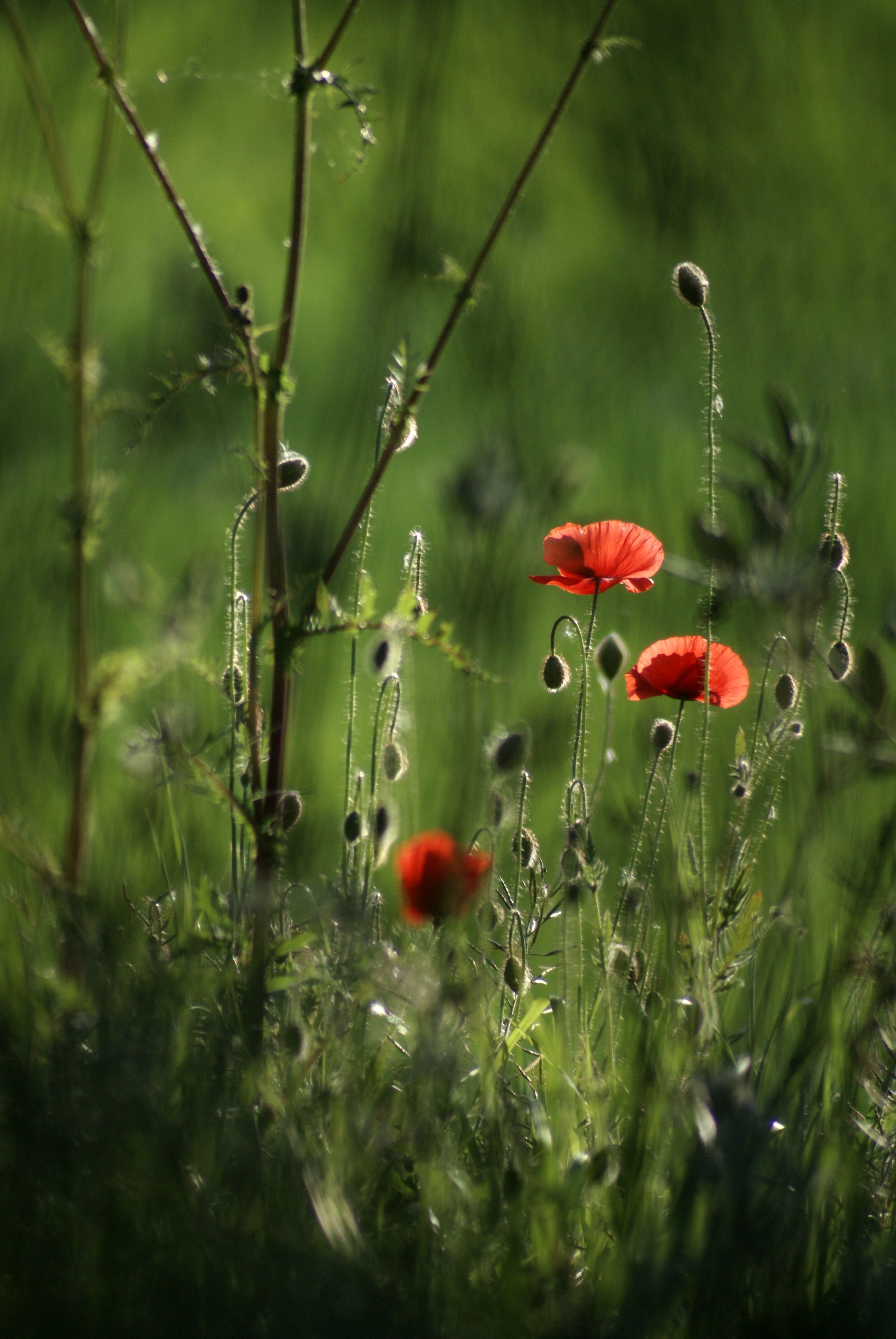 Poppies in the grass by julie lee · Free Stock Photo