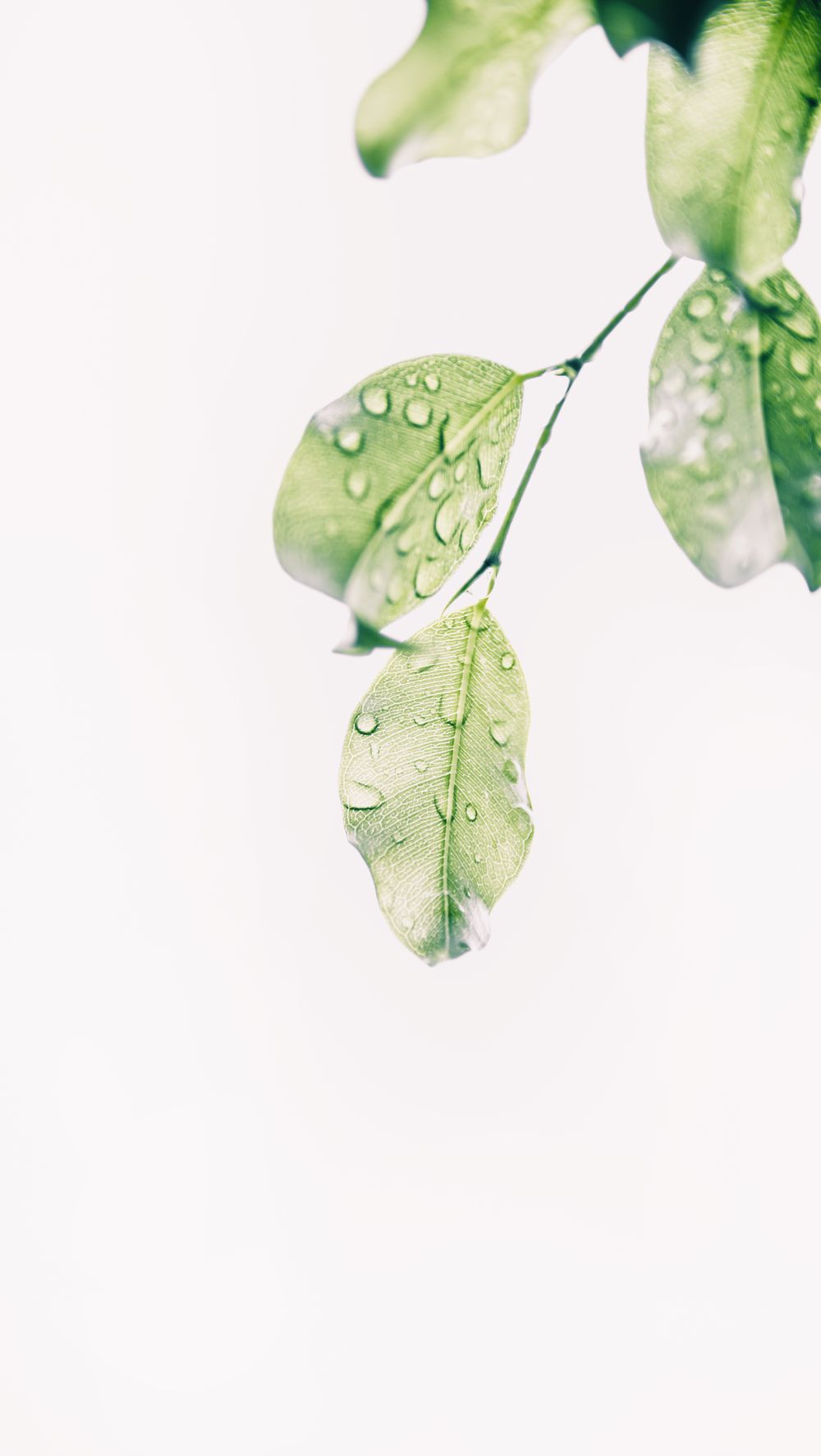 Hojas verdes con gotas de agua