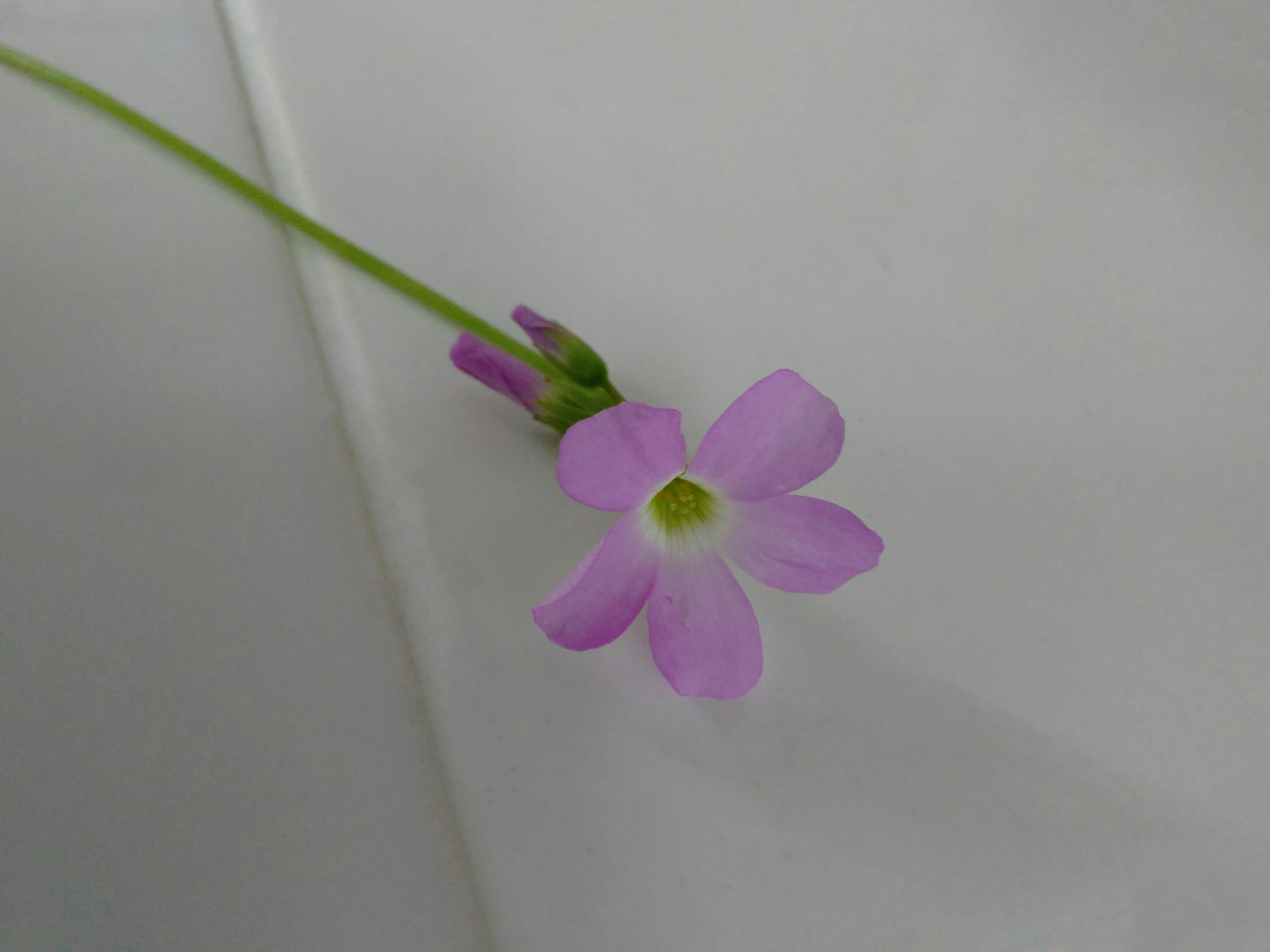 Free stock photo of pink flower, tiny, tiny flower