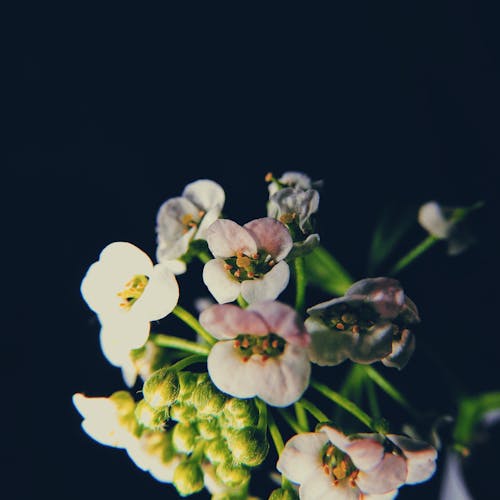 Free small flowers Stock Photo