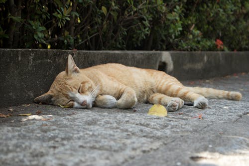 Free stock photo of animal, background, cat