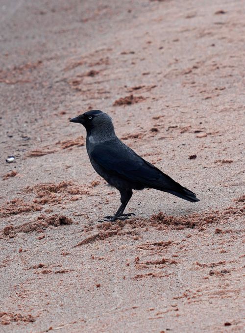 Free A close-up shot of a crow standing on a sandy beach, perfect for nature-themed projects. Stock Photo