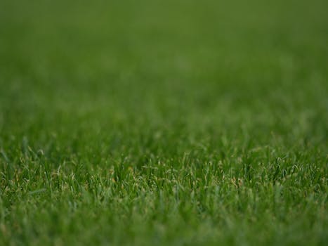 Close-up view of lush green grass suitable for sports fields and landscaping projects.