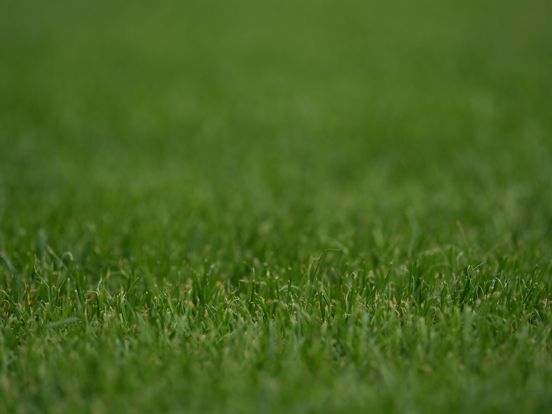 Close-up view of lush green grass suitable for sports fields and landscaping projects.
