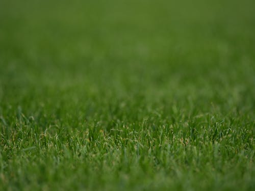 Free Selevtive Focus on Grass Stock Photo