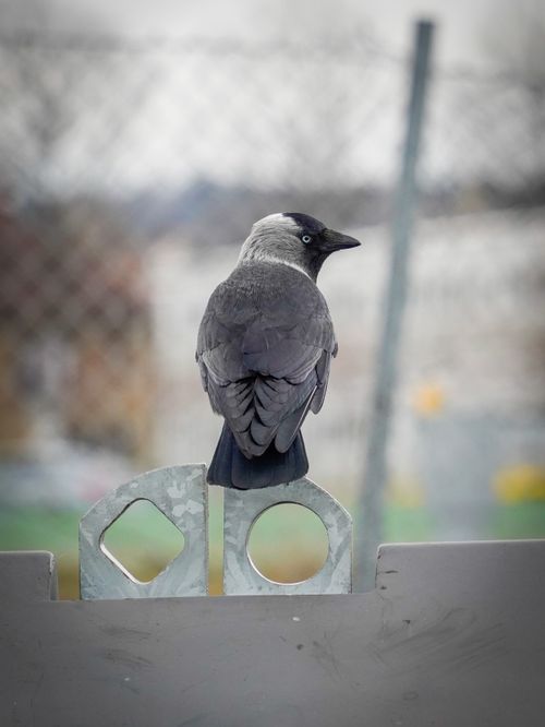 Free A Western Jackdaw, Corvus monedula, perches on a city fence with a blurred background. Stock Photo