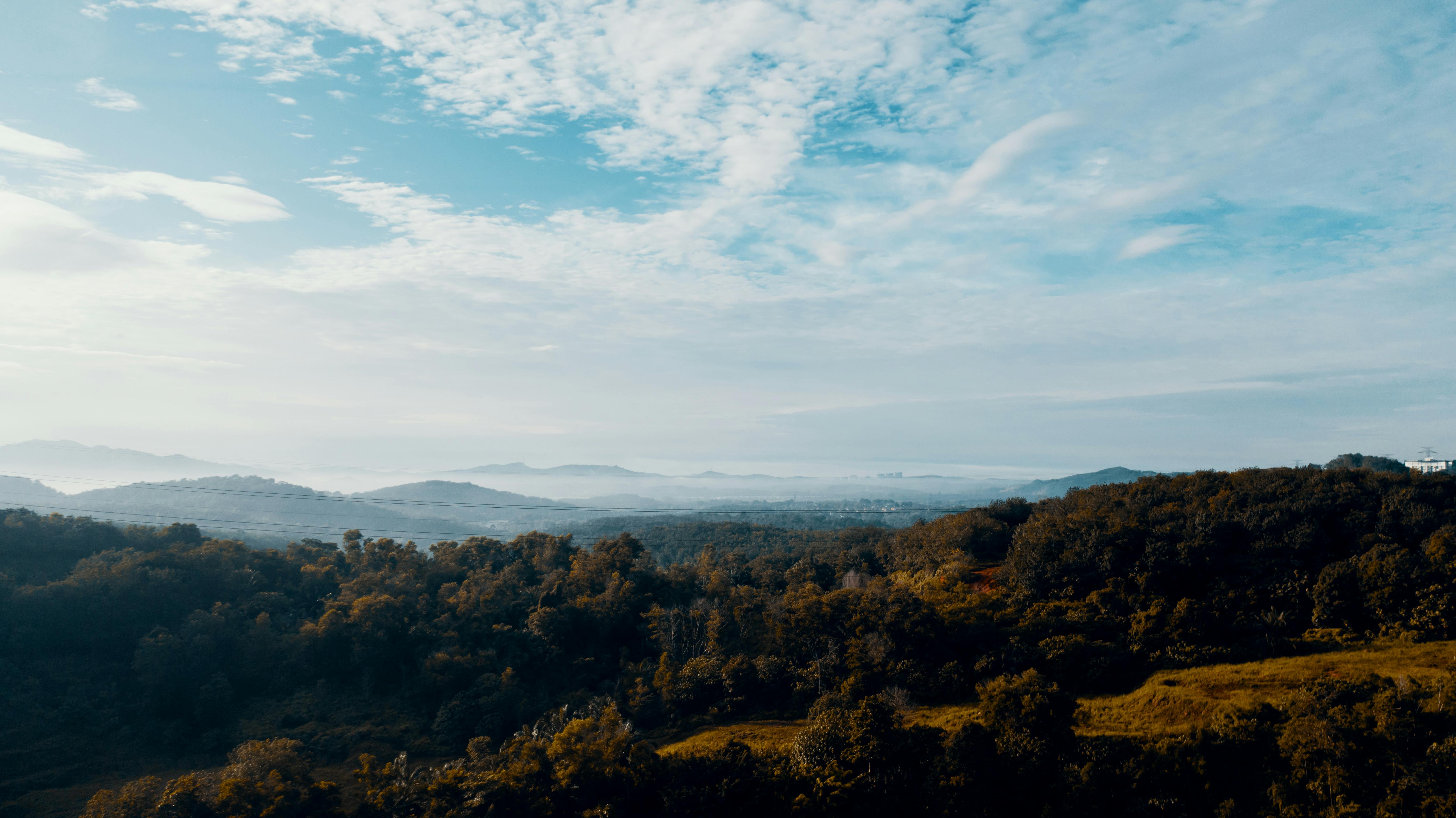 Forest And Sky · Free Stock Photo