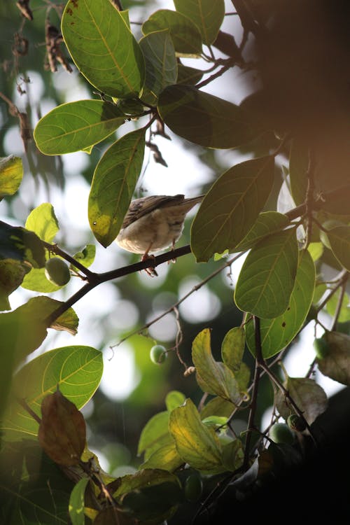 Close-up of a Sparrow on a Tree Branch 