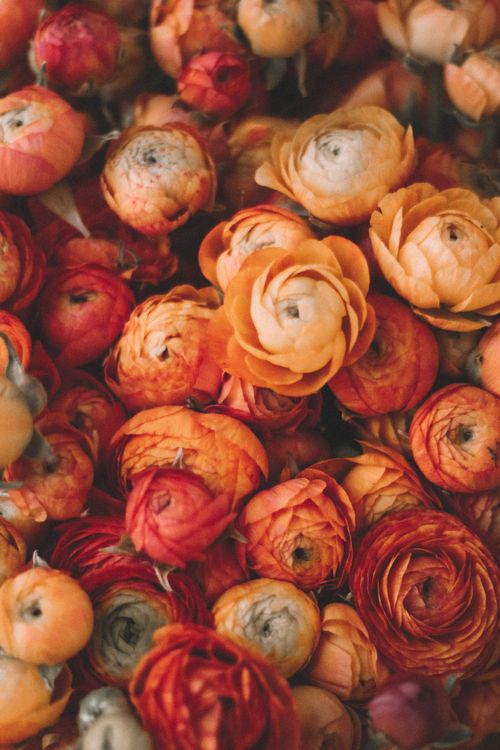 Free Capture of vibrant orange and red ranunculus flowers, showcasing intricate petal patterns. Stock Photo