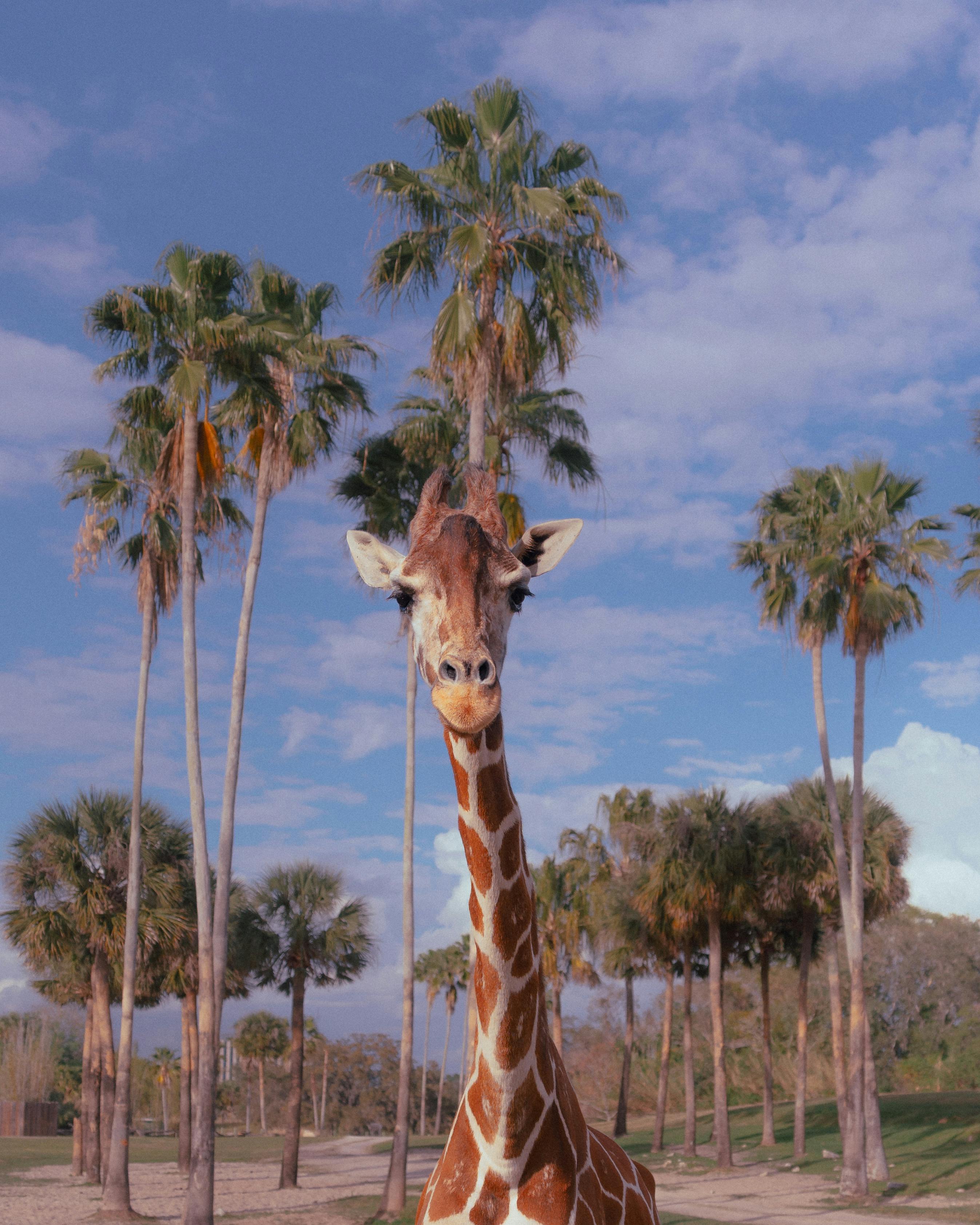 Download A Giraffe Standing On A Blue Background Wallpaper