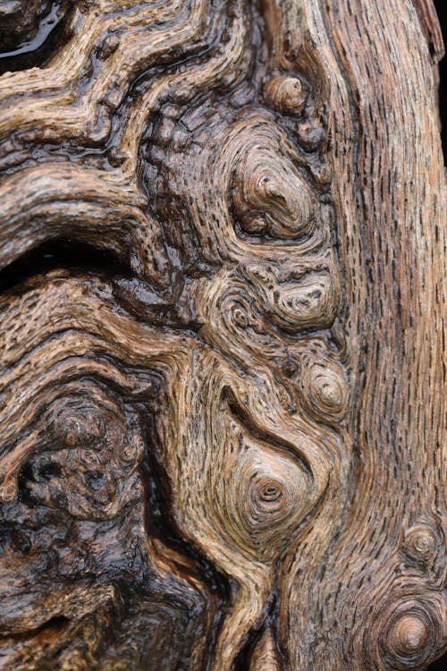 Carved Wood in Close-up View