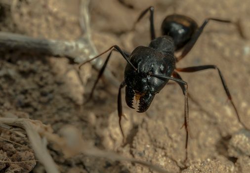 Ant