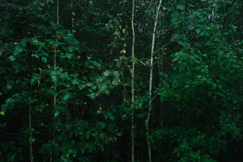 森の中, 森林, 緑の無料の写真素材