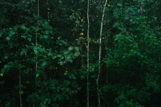 Lush green foliage and forest trees create a natural pattern in this serene outdoor scene.